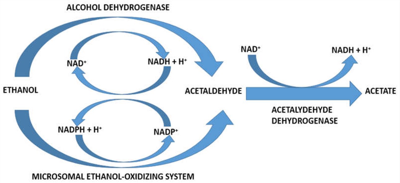 Different ways of the influence of ADH I and/or ADH IV activity on craving for ethanol.